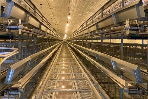 لوله کشی گاز در مرغداری